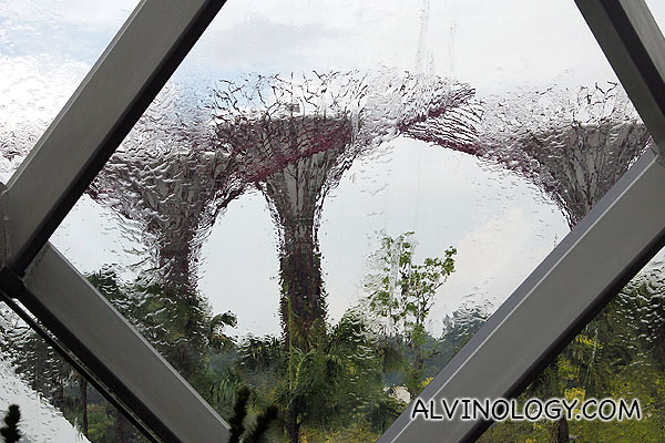 View of the Supertree Grove which will be our last stop at  Gardens by the Bay