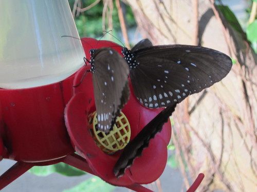 Butterflies feeding on feeder: I didn't know butterflies drank from these things!