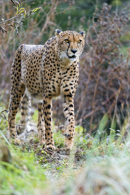 Cheetah walking in the wild vegetation