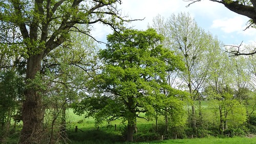 france tree landscape normandie paysage arbre calvados maisoncellespelvey
