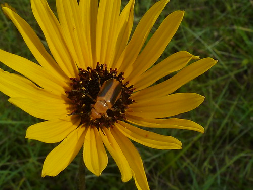 pollinator sunflowervariableleaf