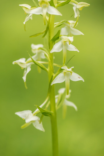 england orchid flower macro nature closeup kent unitedkingdom gb 2016 petham nikon105 greaterbutterflyorchid dengewoods bonsaibank nikond5300