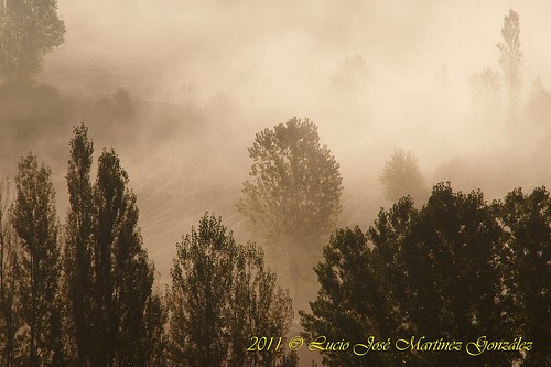 trees españa fog landscape geotagged spain arboles autum paisaje otoño niebla cuenca castillalamancha luciojosémartínezgonzález salinasdelmanzano luciojosemartinezgonzalez serraníabaja geo:lat=400900693333314 geo:lon=155401600000345