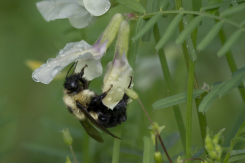 flower hair petals drops wings eyes fuzzy bee honey dew antena nectar carpenter a850