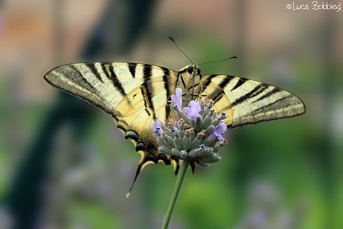 macro butterfly insect lunch trentino farfalla lavanda avio ef100mmf28macrousm iphiclidespodalirius canoneos40d
