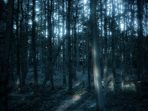 blue forest woods glow magic eerie lord creepy rings fairy magical tale conceptphotos