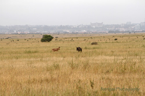 africa nature outdoors kenya wildlife safari wildebeest nairobinationalpark canon7d