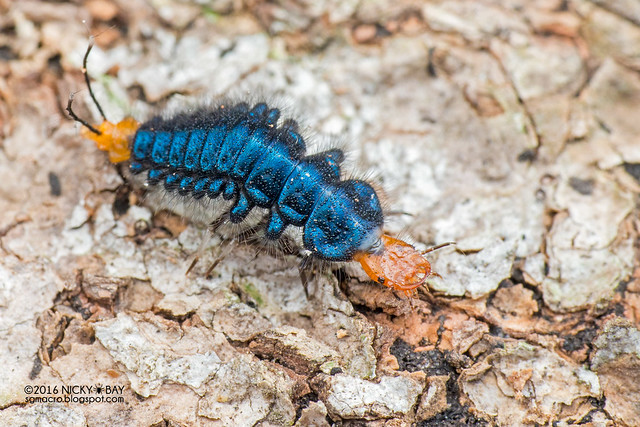 Ground beetle larva (Carabidae) - DSC_1526