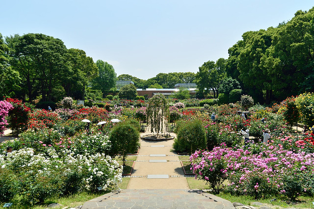 バラ園　Rose garden