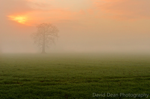 uk light england mist tree fog rural landscape dawn countryside nikon lone nikkor warwickshire vr 2012 midlands alcester warks 1685mm d7000 kingscoughton jactoll
