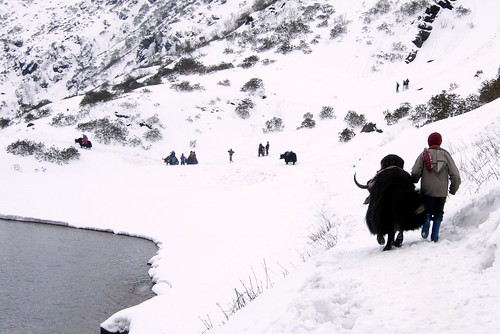 winter yak india man landscape ride bosgrunniens sikkim tsomgochangulake