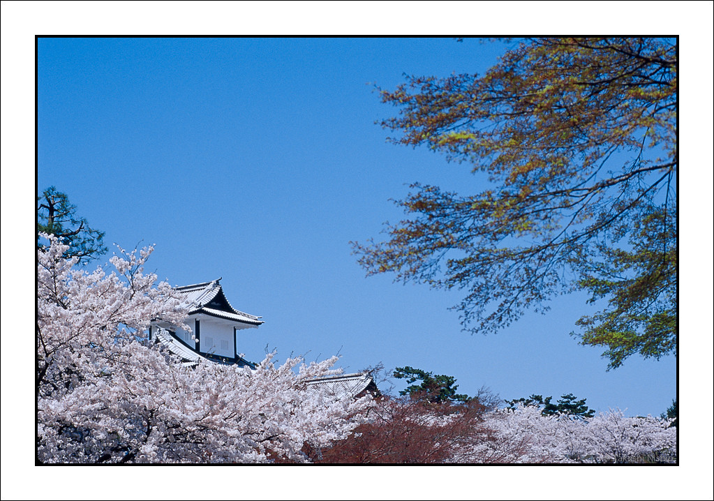 桜の金沢城 / Kanazawa Castle In Full Bloom