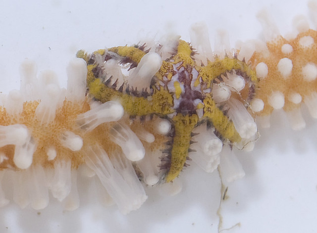 Tiny colourful brittle stars (Ophiothela danae)