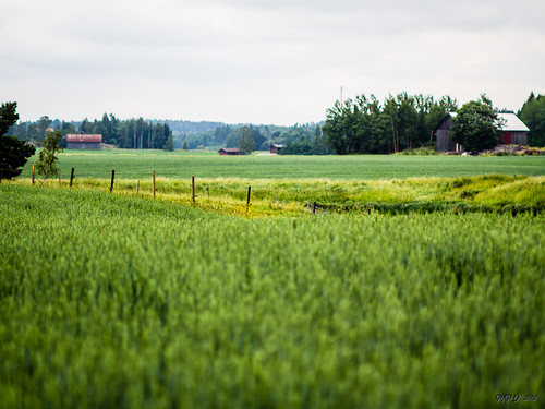 field fence wheat aita lato pelto rusko finlandproper