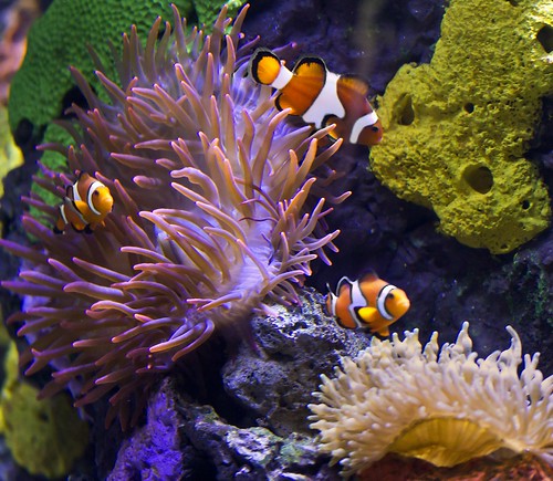 clownfish at the aquarium of the Americas ~ explore