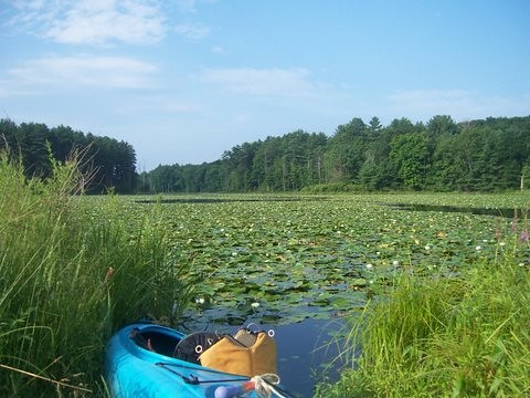 pond kayak lily pad lilypad creek” catskillcreek “stream spotters” streamspotters “catskill