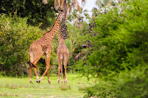 africa animals tanzania giraffe manyara naturelandscape maguga