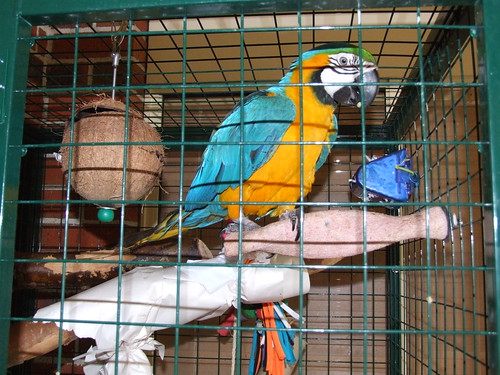 Fid - my B&G macaw.