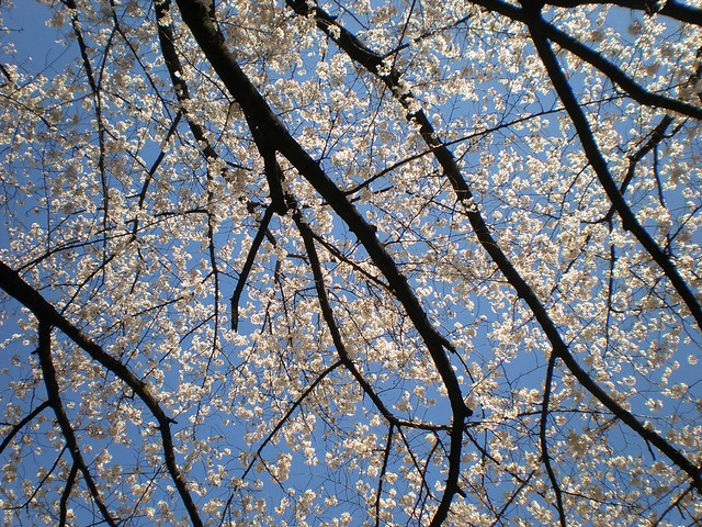 Cherry Blossom at the Prince Sakura Tower Hotel