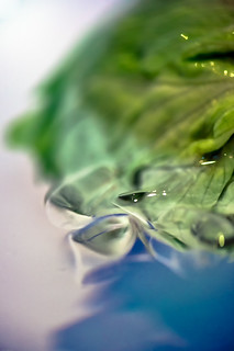 Ice meets Iceberg 'Lettuce' | IcebergAhead | FlickrFriday