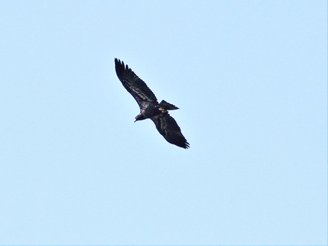 Bald Eaglet in flight 3-20140426