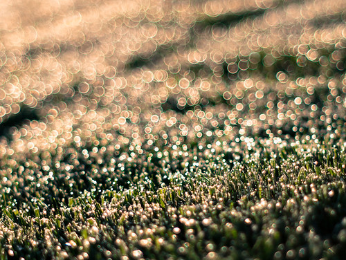 morning usa sunlight grass sunrise takumar bokeh roadtrip odessa 55mm dew easternwashington primeshot primelens oldmanuallens microfourthirds