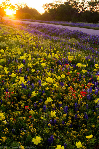 flower sunrise geotagged spring texas bluebonnet hillcountry wildflower indianpaintbrush countyroad texaswildflowers llanocounty yellowprimrose geo:lat=30813467096158686 geo:lon=9865201381781617