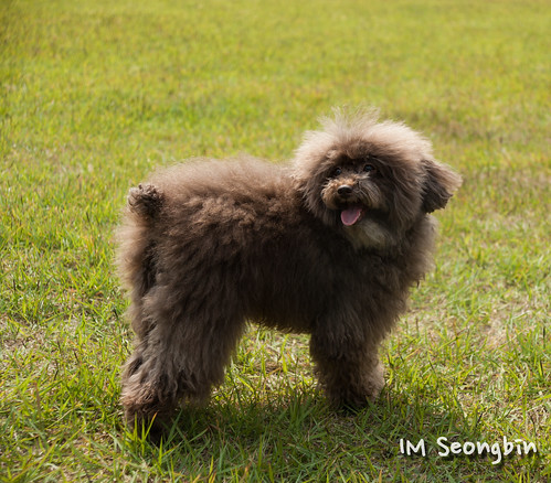 Dog Breeds