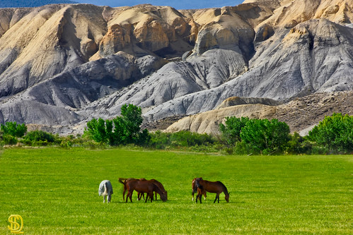 horses colorado adobe rockymountains cedaredge westernslope davidleeshort