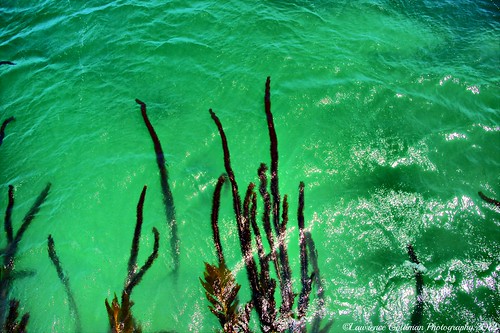 california seaweed nature seawater channelislandsnationalpark usnationalparks santarosaisland