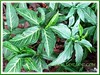 Syngonium podophyllum (Goosefoot Plant, Arrowhead Vine/Plant, Nephthytis, Five-fingers, African/American Evergreen))