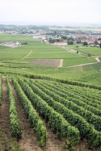 landscape vineyard vines champagne grapes champagneardenne champagneproducer luxurychampagne champagneardennefrance