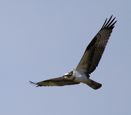 Osprey in flight, Gilbert, AZ
