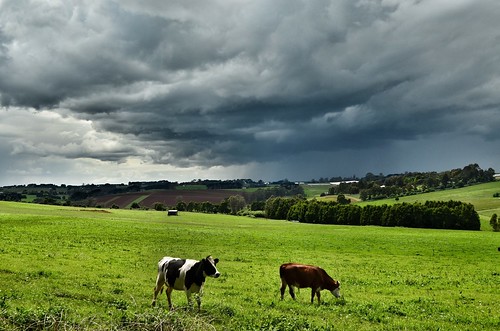 sky cloud storm rain weather clouds rural shower spring nikon skies cows farm australia victoria explore vic gippsland warragul auspctagged explored pc3820 d5100 nikond5100 phunnyfotos