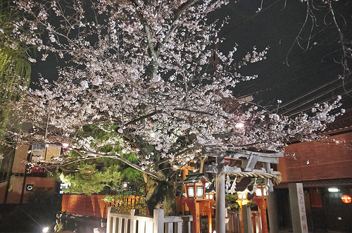 【写真】2014 桜 : 祇園白川/2021-07-02/IMGP5581