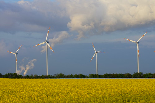 landwirtschaft raps rapsfeld windenergie rapsöl
