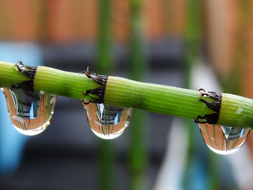 plants macro water rain reeds droplets drops bokeh birdhouse refraction springtime horsetail equisetum macromondays