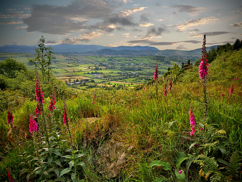sunrise canon landscape day view hills fields northernireland wildflowers foxglove 1770 alright ulster countyarmagh sugma 60d ballintemple pwpartlycloudy