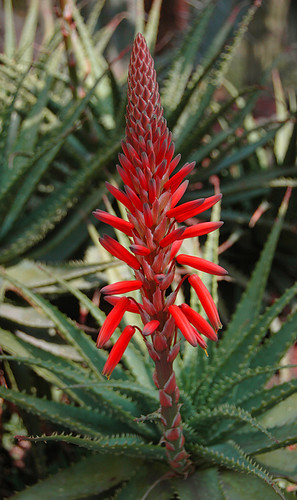 Small Aloe Sea Urchin with red flowers