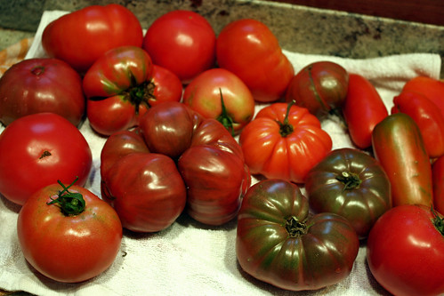 ripe tomatoes 144