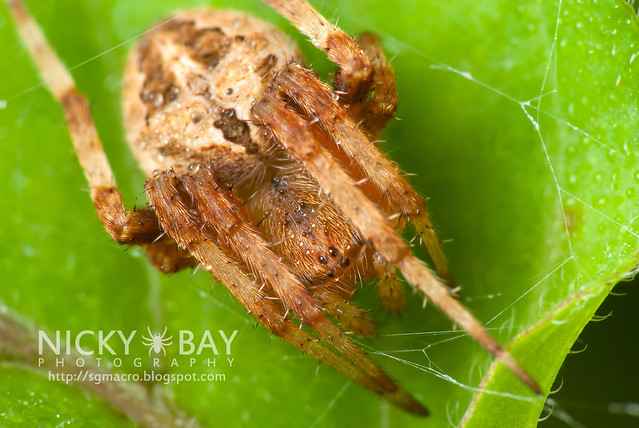 Orb Weaver Spider (Araneus sp.) - DSC_6750