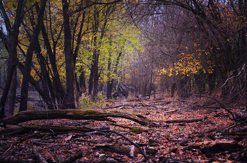 november autumn fall nature landscape landscapes illinois nikon fallcolors quincyil quincyillinois quinsippiisland nikond7000