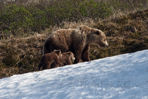 britishcolumbia wildlife bears grizzlybears hainesroad