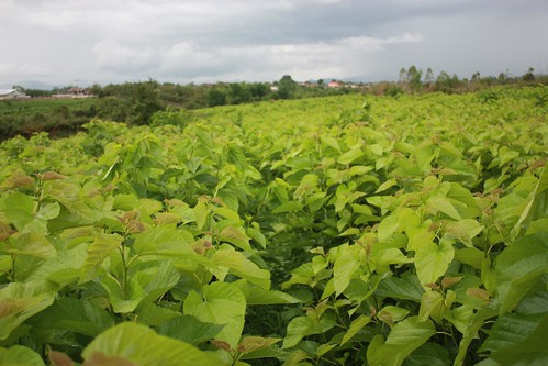 asia asien laos phonsavan xiangkhoangprovinz mulberryseidenfarm