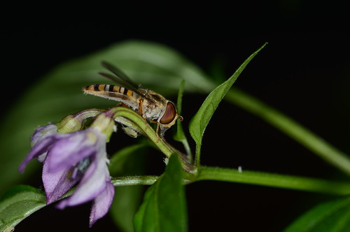 summer macro nature nikon insects hoverfly episyrphusbalteatus marmaladehoverfly chilliplant