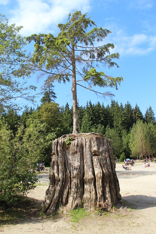 Tree on a stump