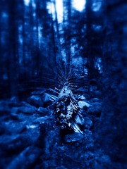 Blue wood - Photo of Fays