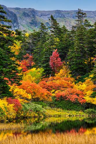 autumn trees reflection leaves japan hokkaido hiking ponds daisetsuzannationalpark kogenonsen