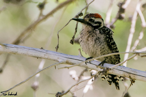 california bird us woodpecker unitedstates californiacity nuttallswoodpecker kernriverpreserve