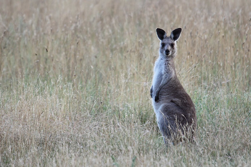 Kangaroo 2012-03-27 (_MG_5159)